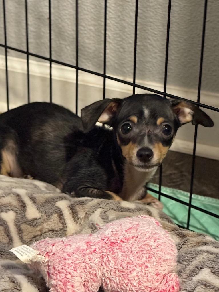 Kara, a Adoptable Chihuahua in Canyon Lake, TX image 4/5