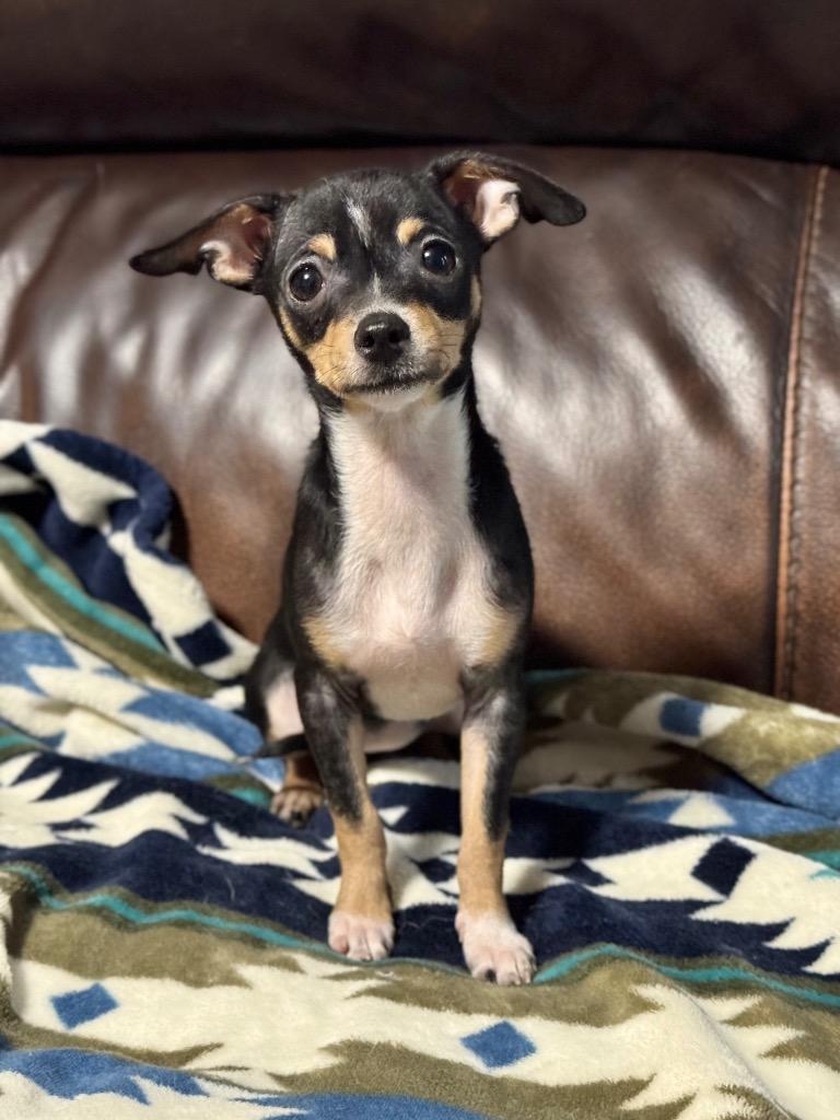 Kara, a Adoptable Chihuahua in Canyon Lake, TX image 5/5
