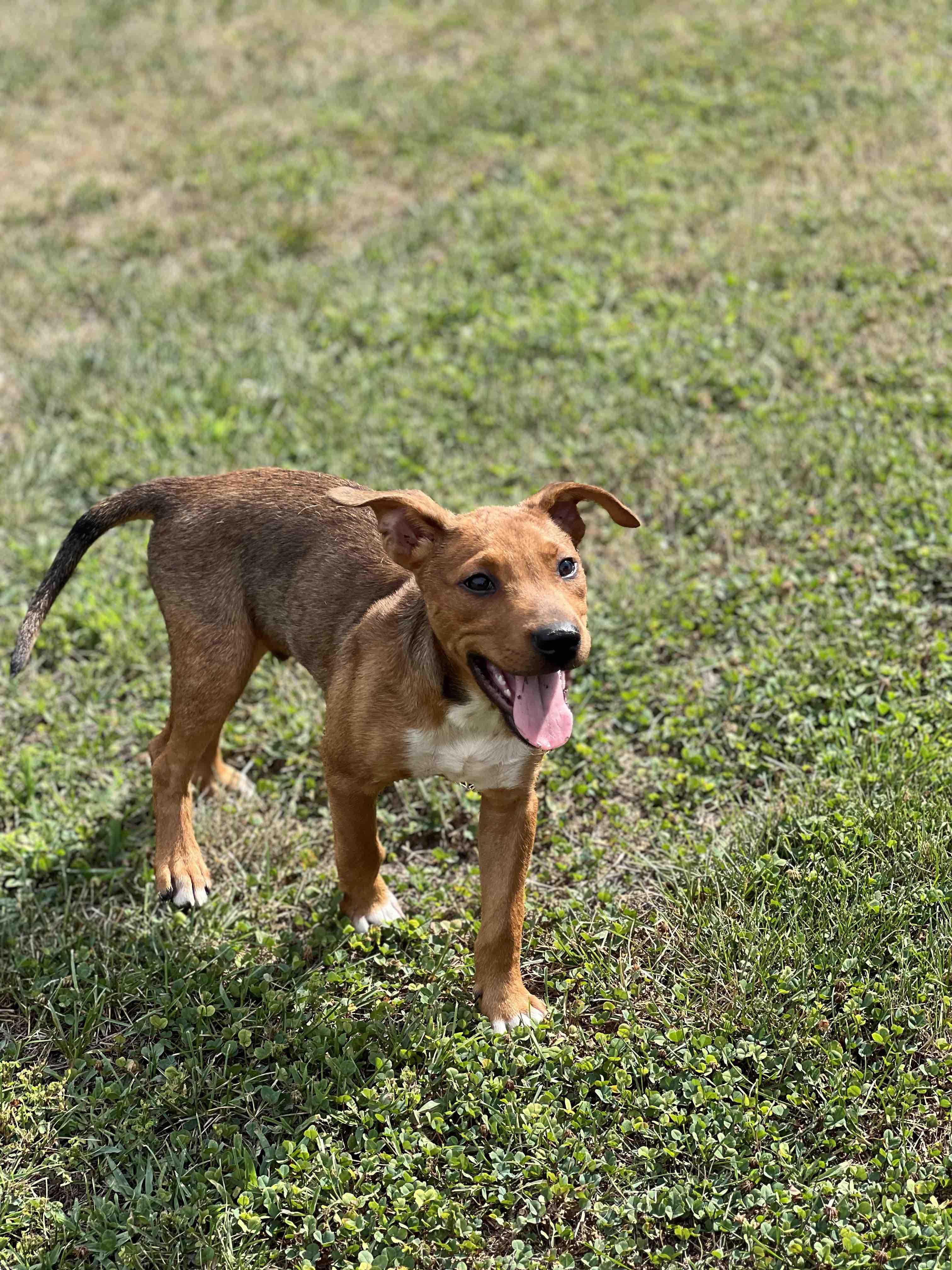 Jerry (PA) handsome, a ADOPTABLE mixed breed in York, PA image 3/3