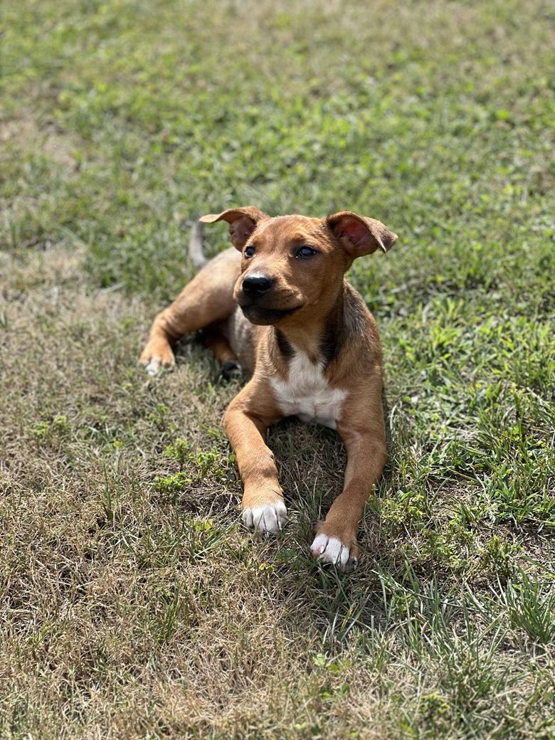 Jerry (PA) handsome, a ADOPTABLE mixed breed in York, PA image 2/3