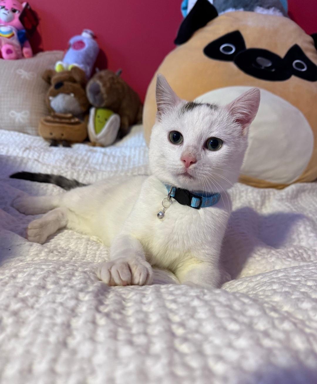 Yeti , adopted, Kitten Male Domestic Short Hair.