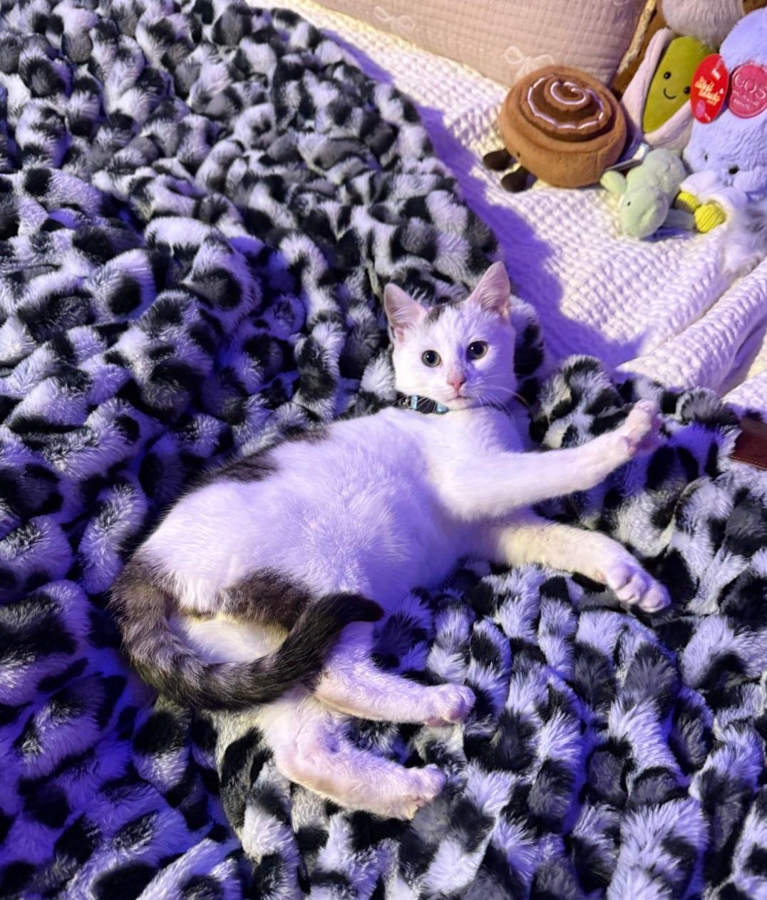 Enlarge Yeti , an adopted Domestic Short Hair in Clayton, NJ image 3/4