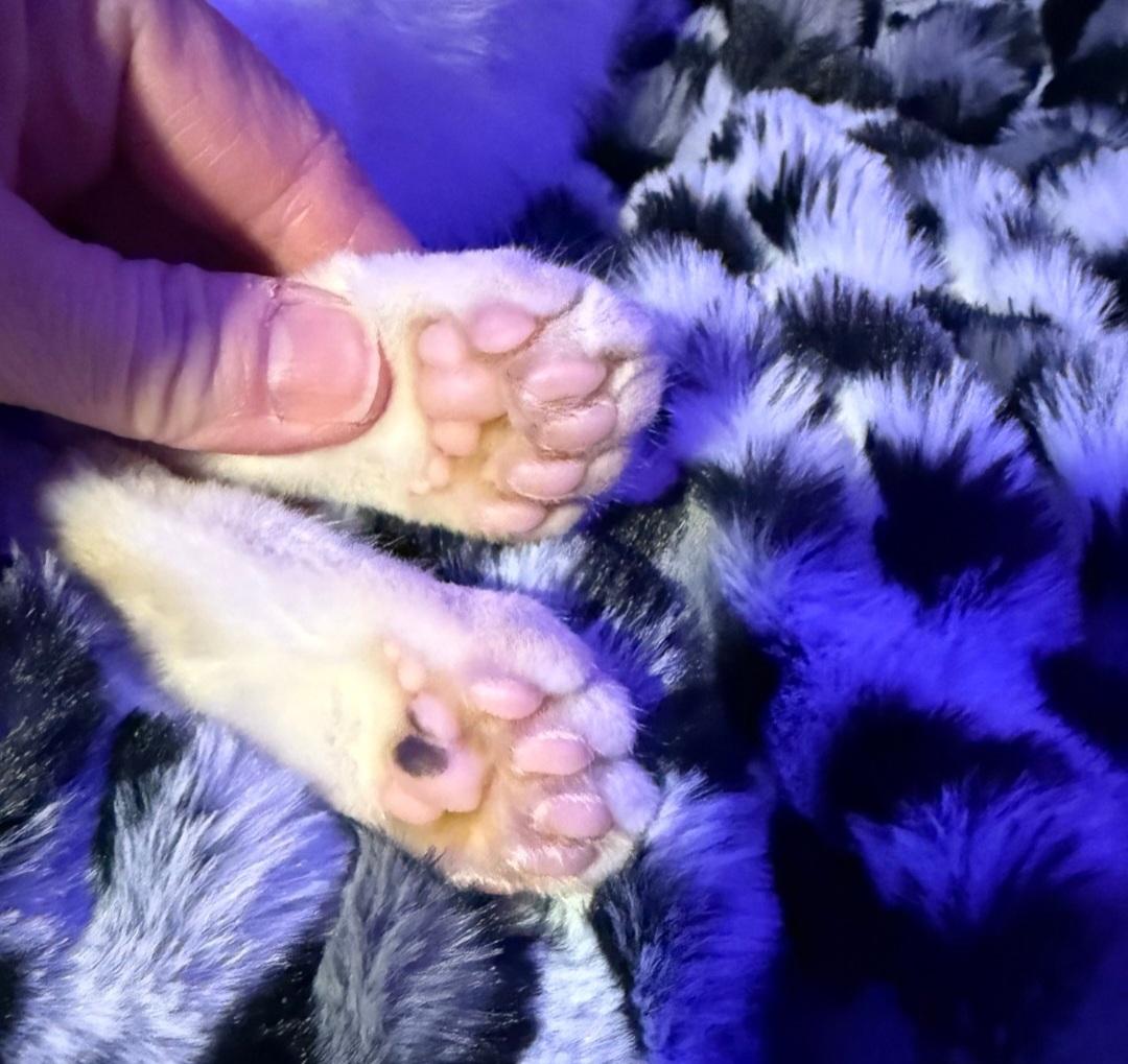 Enlarge Yeti , an adopted Domestic Short Hair in Clayton, NJ image 2/4