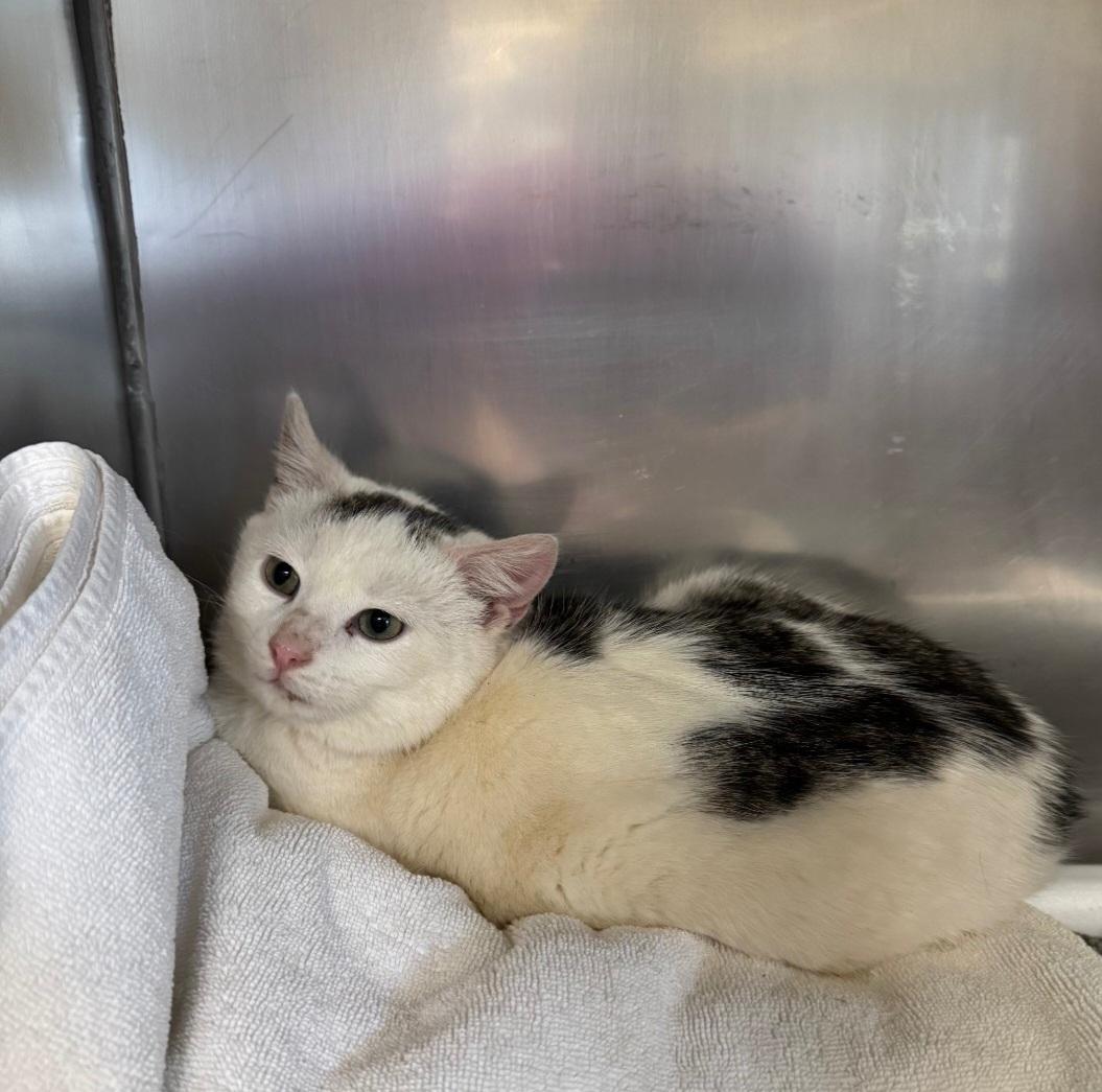 Enlarge Yeti , an adopted Domestic Short Hair in Clayton, NJ image 4/4