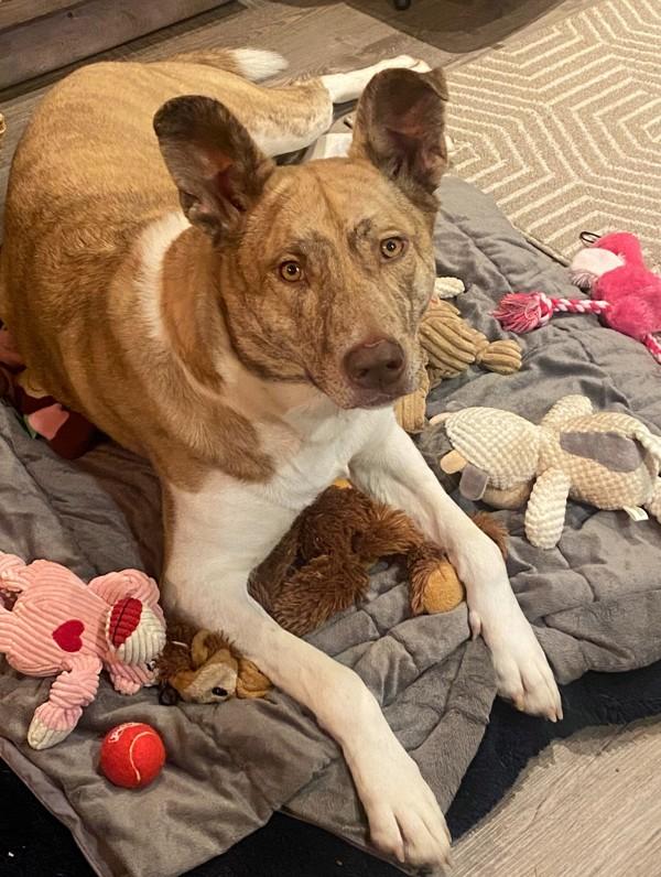 Stella, Adoptable, Adult Female Husky & Pit Bull Terrier.