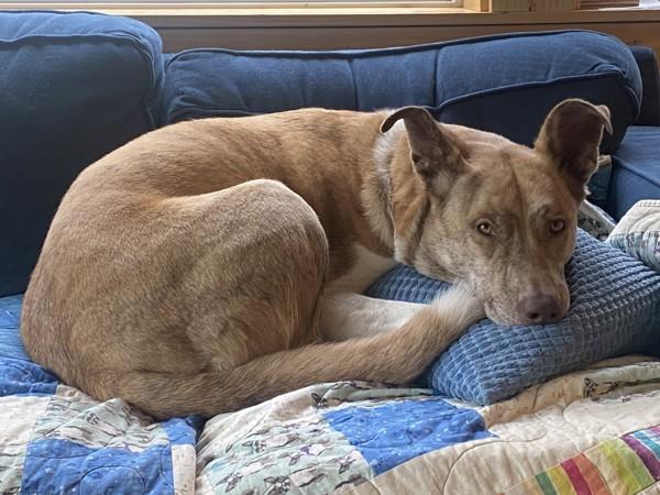 Enlarge Stella, a Adoptable mixed breed in Sechelt, BC image 2/6