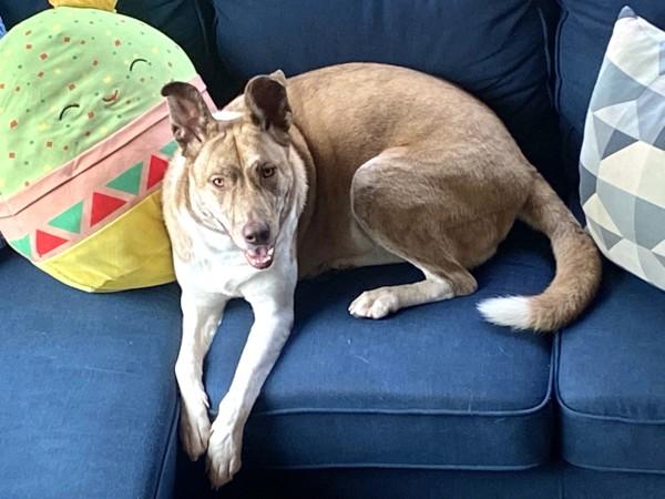 Enlarge Stella, a Adoptable mixed breed in Sechelt, BC image 3/6