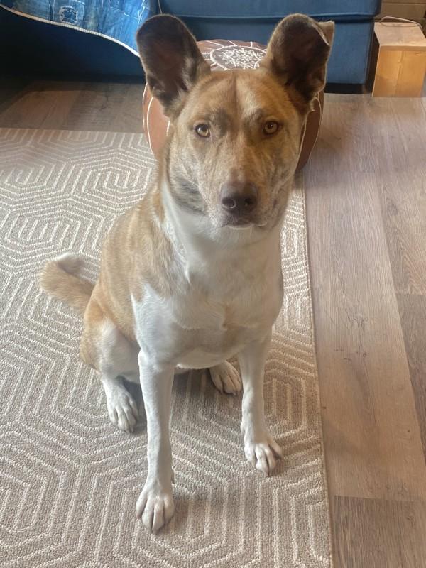 Enlarge Stella, a Adoptable mixed breed in Sechelt, BC image 4/6