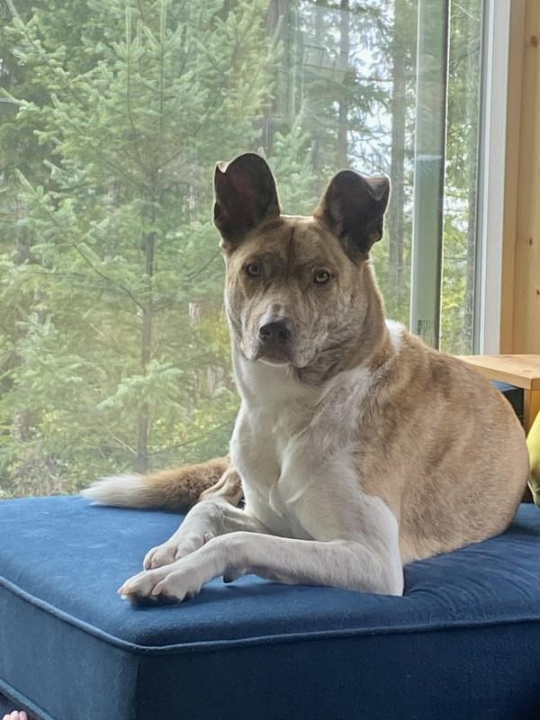 Enlarge Stella, a Adoptable mixed breed in Sechelt, BC image 5/6