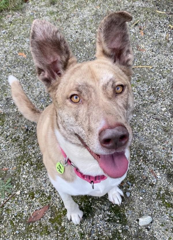 Enlarge Stella, a Adoptable mixed breed in Sechelt, BC image 6/6