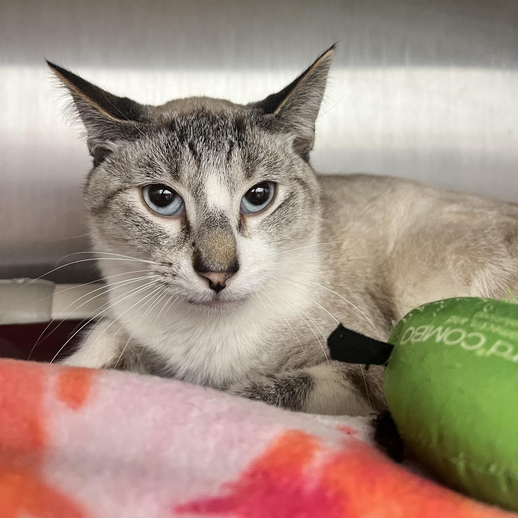 Photon, Adoptable, Adult Male Domestic Short Hair.