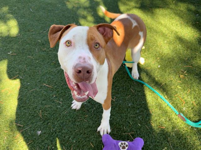 Enlarge BIG JAKE, a Adoptable mixed breed in Antioch, CA image 1/1