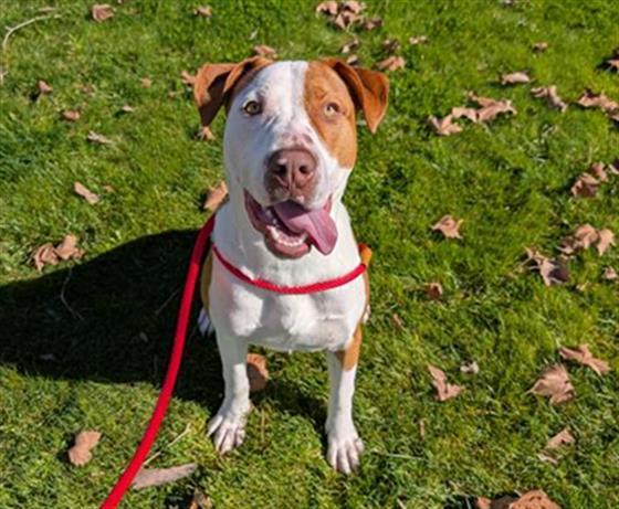 BIG JAKE, Adoptable, Young Male Pit Bull Terrier & Mixed Breed.