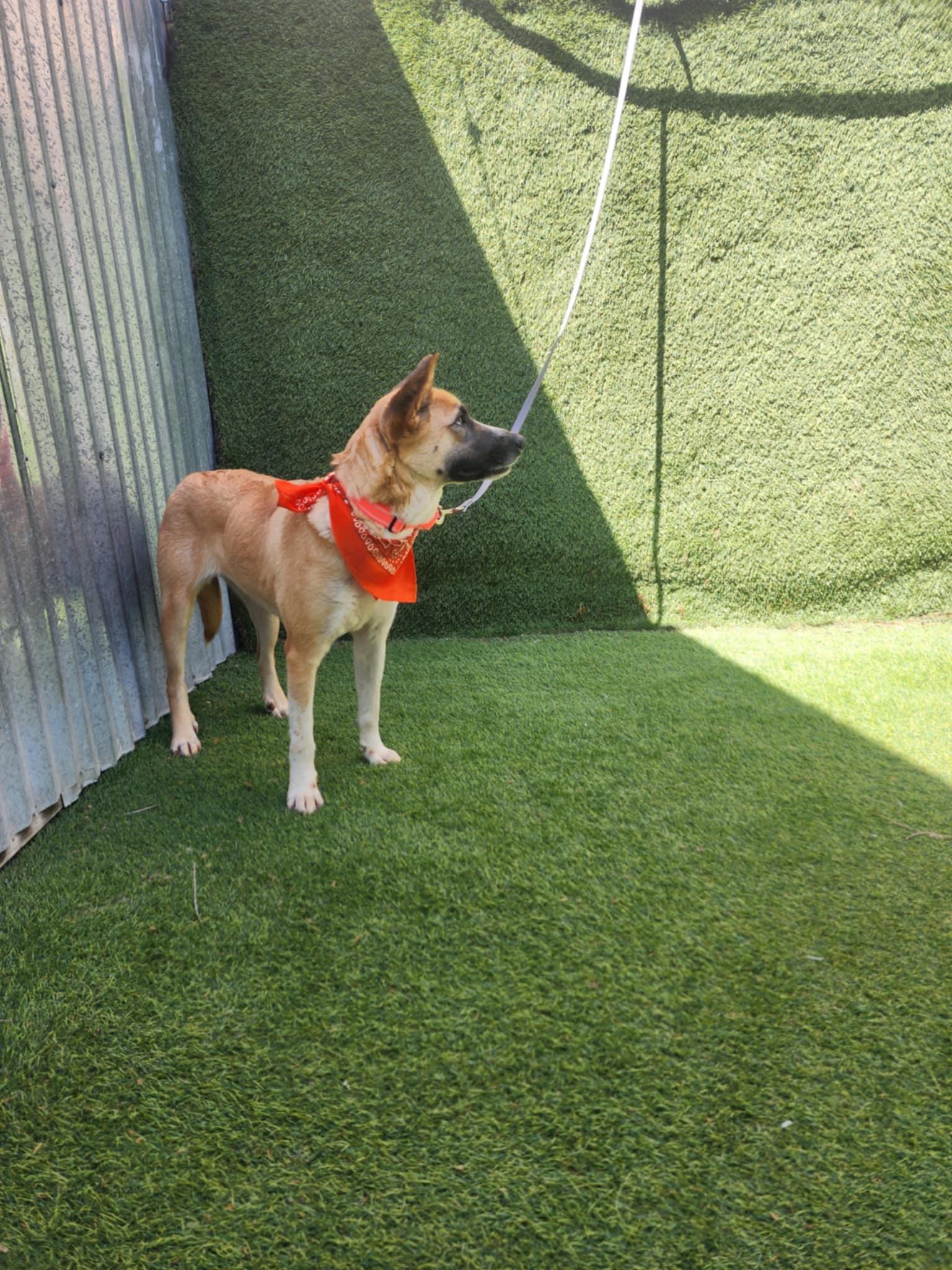 Amelia — thumbnail 6