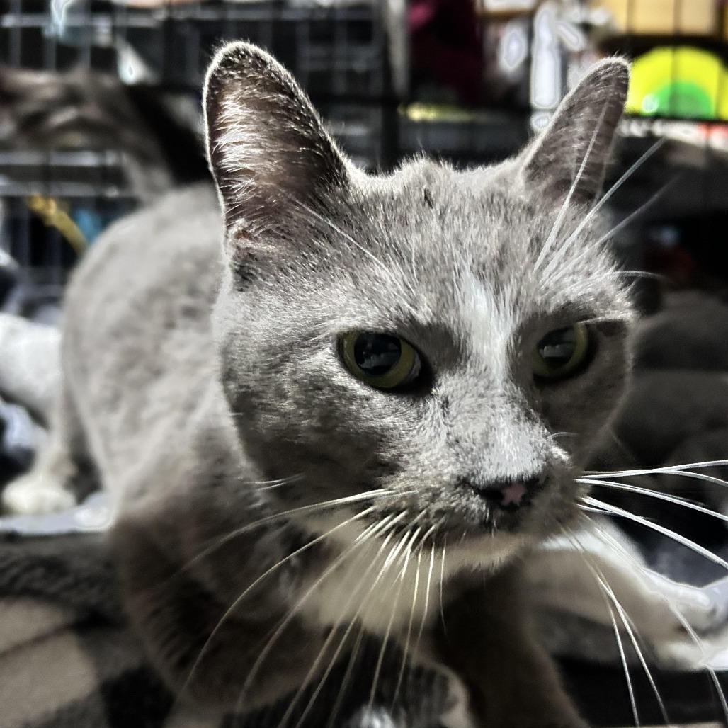 Enlarge Rue, a Adoptable Domestic Short Hair in Newborn, GA image 1/1