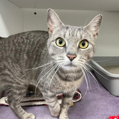 Chime, Adoptable, Adult Female Domestic Short Hair & Domestic Short Hair.