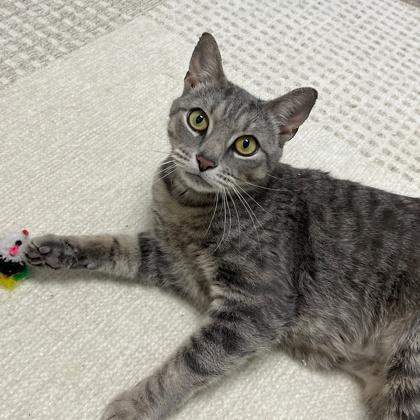 Chime, Adoptable, Adult Female Domestic Short Hair & Domestic Short Hair.