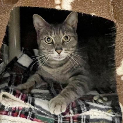 Enlarge Chime, a Adoptable mixed breed in Wheaton, IL image 2/3