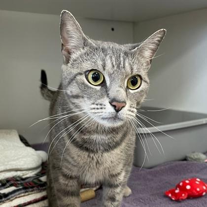 Enlarge Chime, a Adoptable mixed breed in Wheaton, IL image 3/3