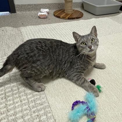 Chime, Adoptable, Adult Female Domestic Short Hair & Domestic Short Hair.