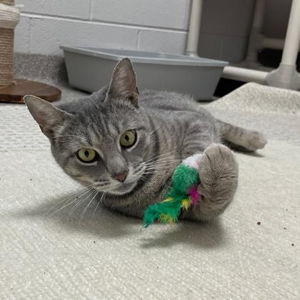 Chime, Adoptable, Adult Female Domestic Short Hair & Domestic Short Hair.