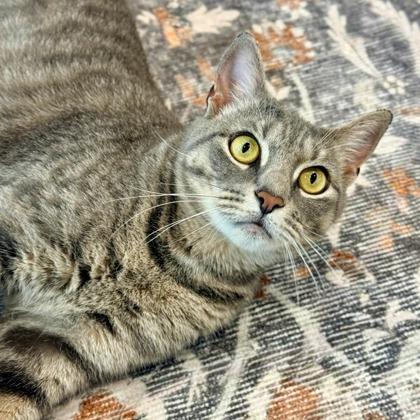 Enlarge Chime, a Adoptable mixed breed in Wheaton, IL image 3/3