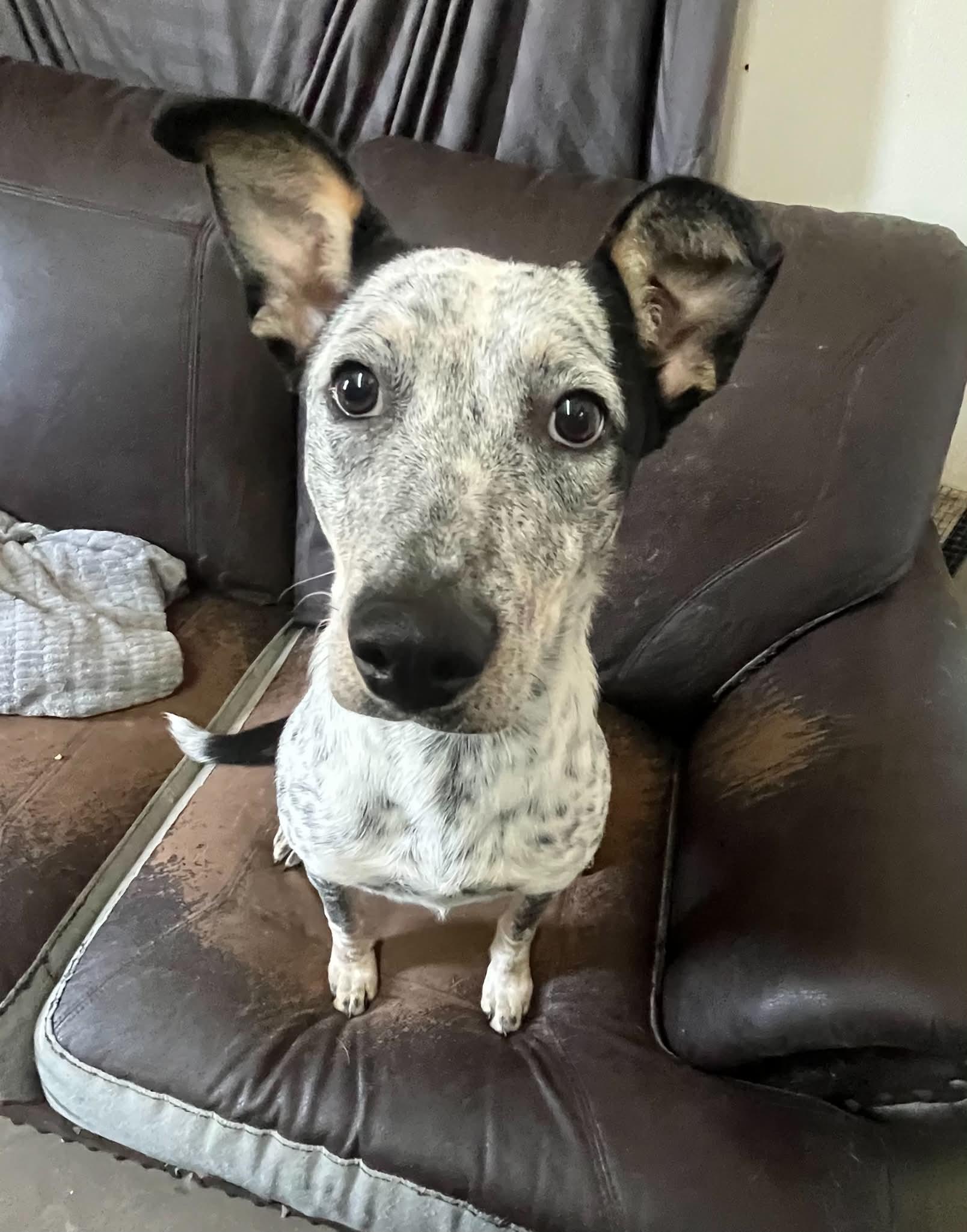 Enlarge Claddagh, a ADOPTABLE mixed breed in Graham, TX image 2/4