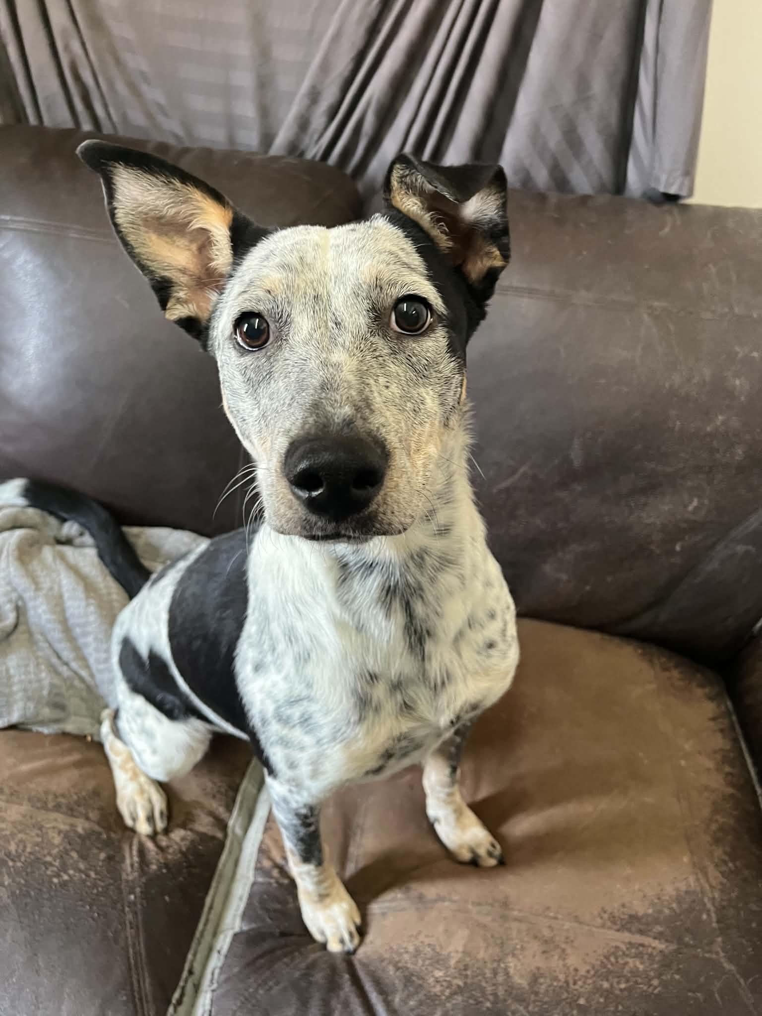 Enlarge Claddagh, a ADOPTABLE mixed breed in Graham, TX image 1/4