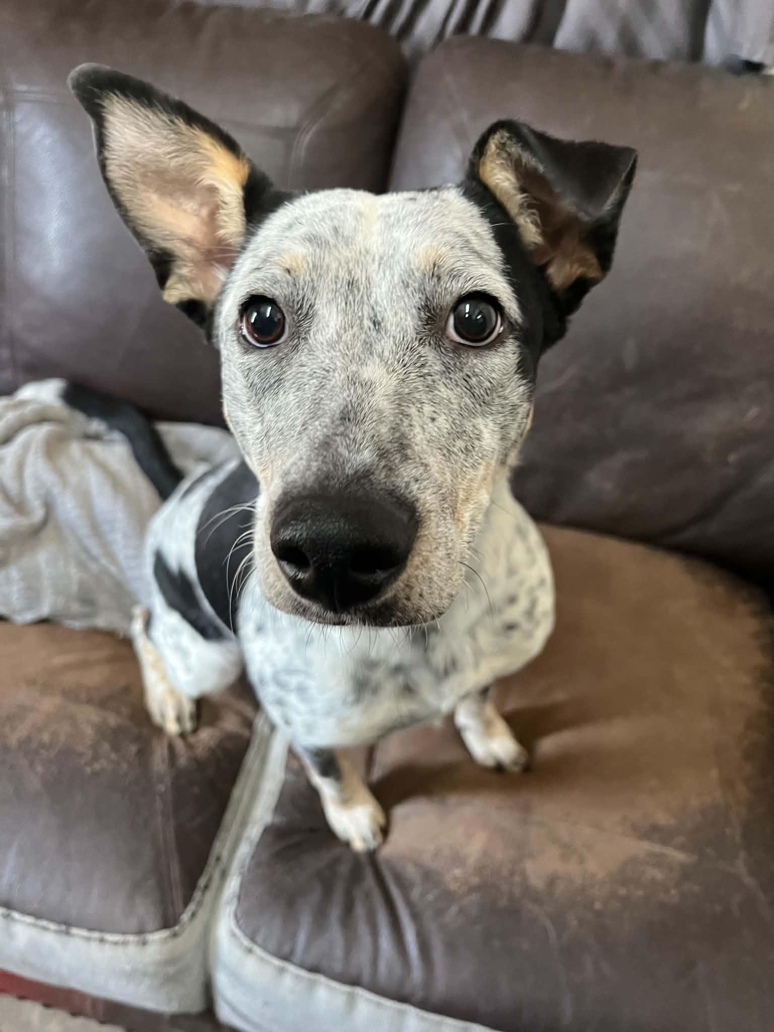 Enlarge Claddagh, a ADOPTABLE mixed breed in Graham, TX image 3/4