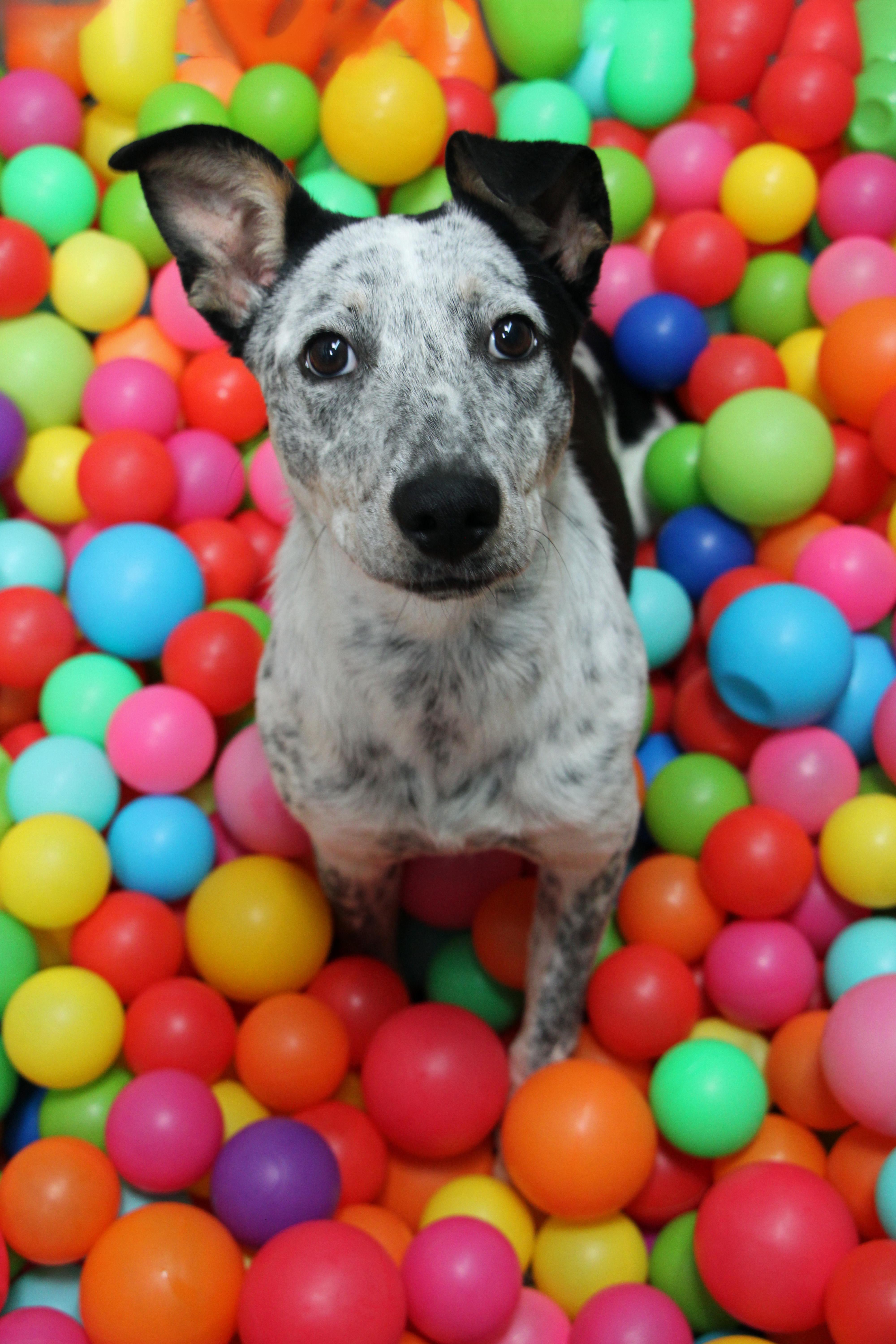 Enlarge Claddagh, a ADOPTABLE mixed breed in Graham, TX image 4/4