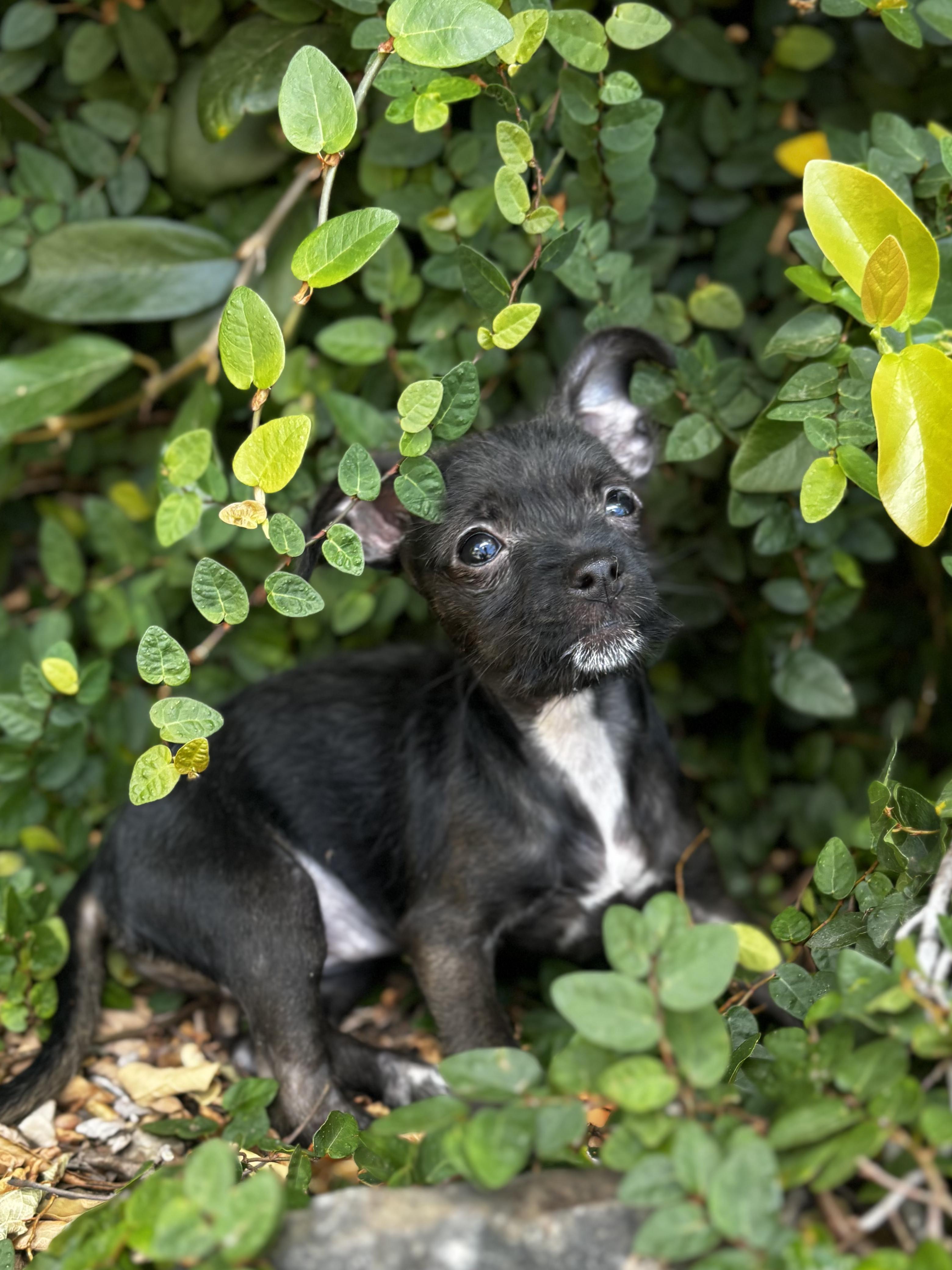 Enlarge Iris, a ADOPTABLE mixed breed in Penryn, CA image 4/4