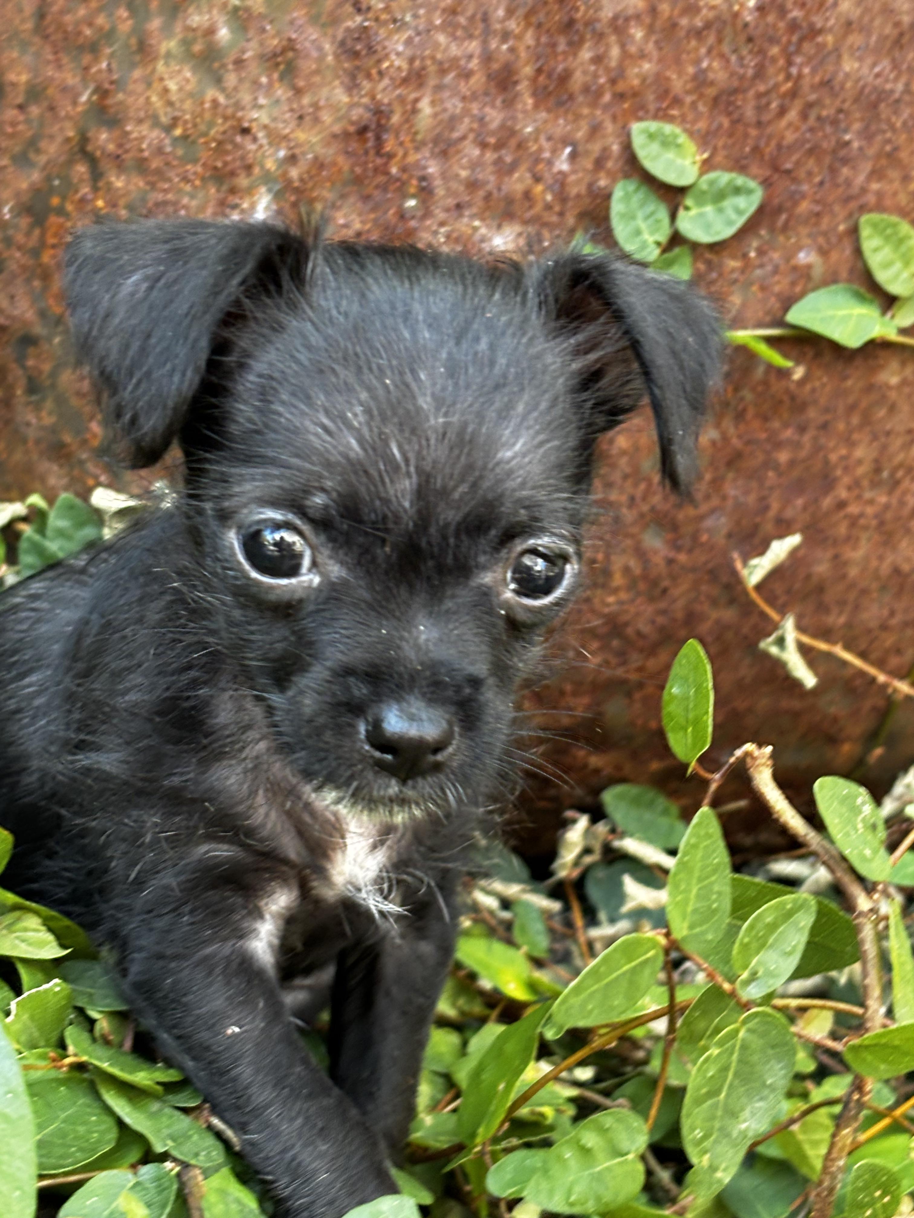 Iris, a ADOPTABLE mixed breed in Penryn, CA image 2/2