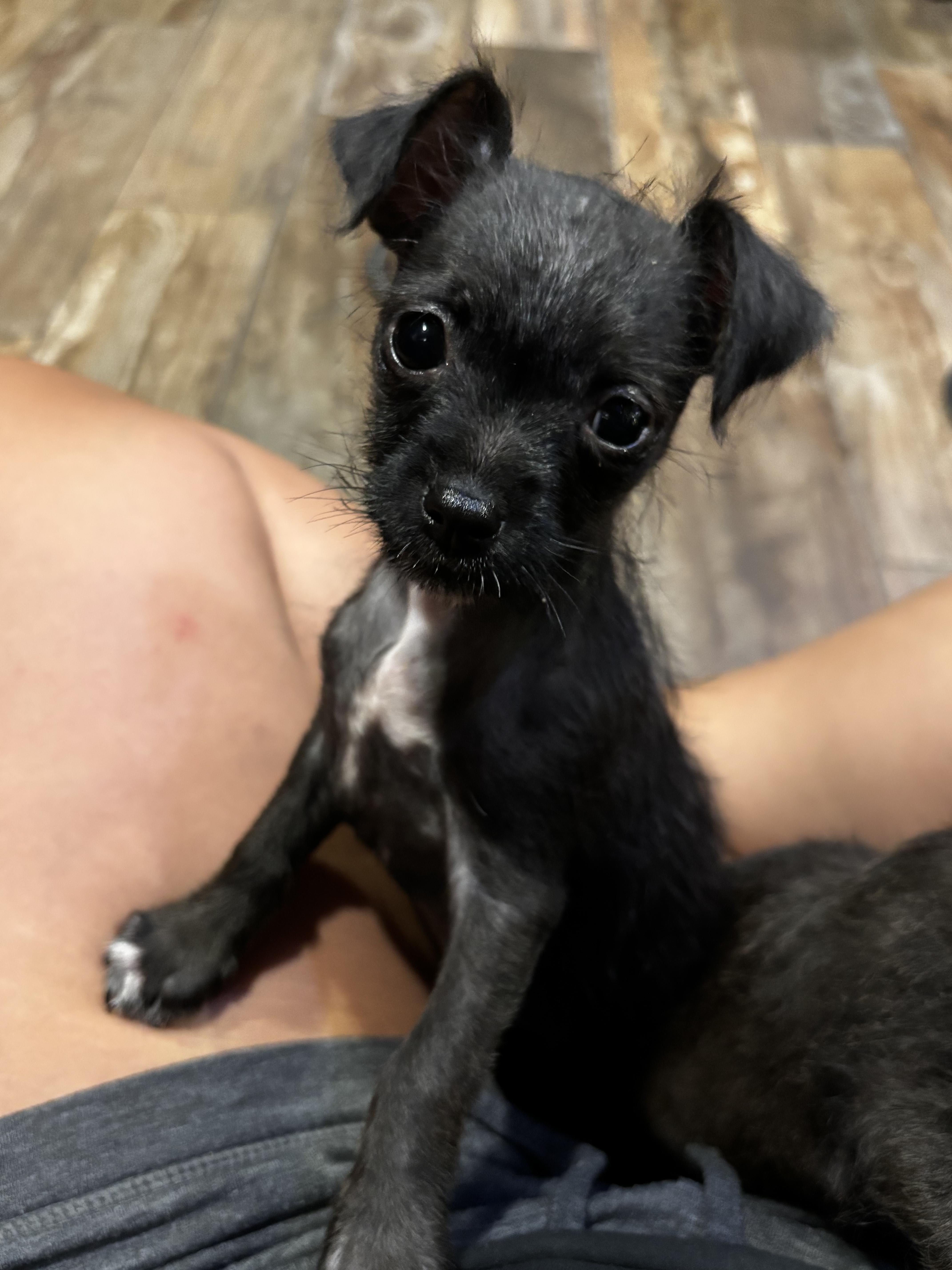 Iris, ADOPTABLE, Puppy Female Terrier.