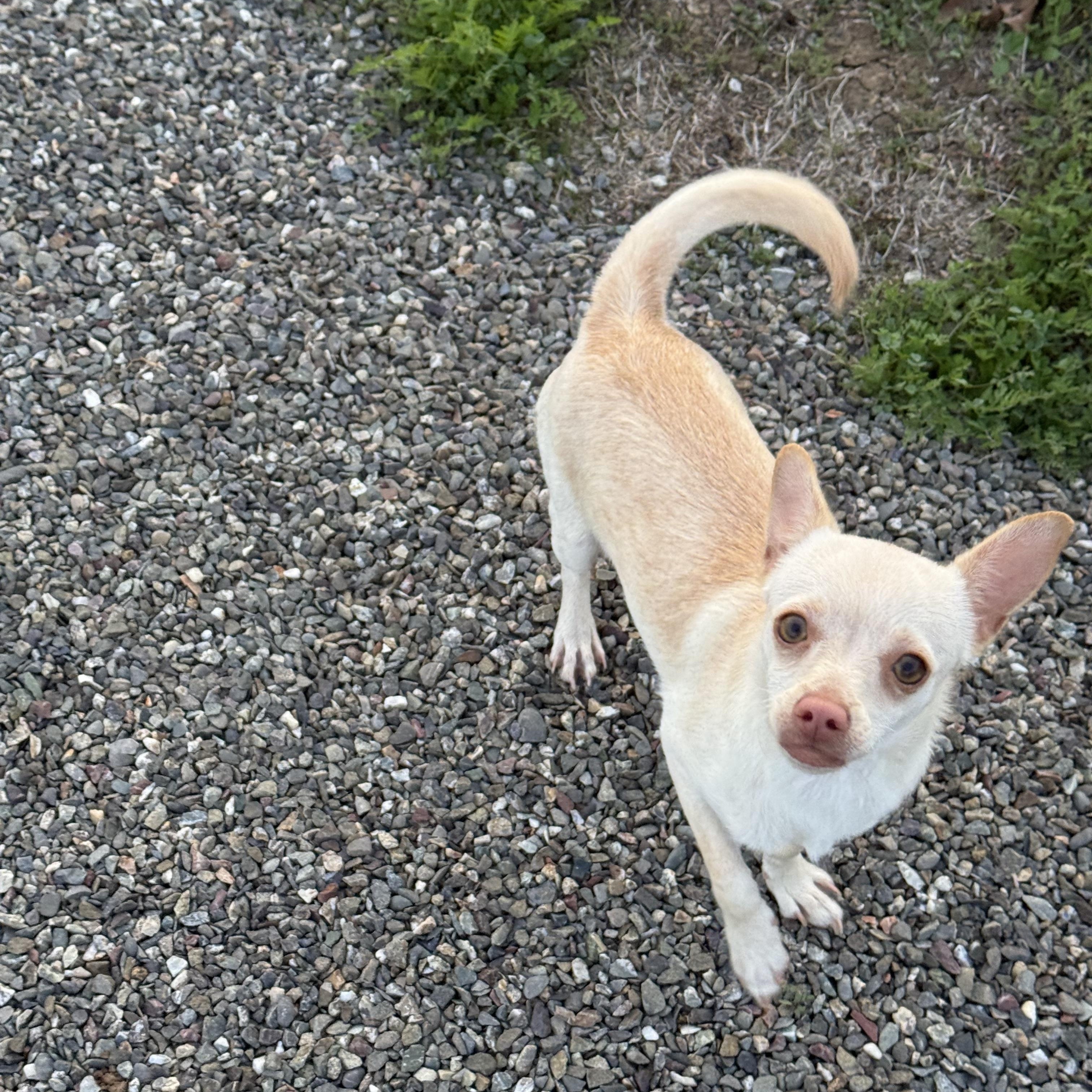 Mouse, an adoptable Chihuahua in Davis, CA image 2/4