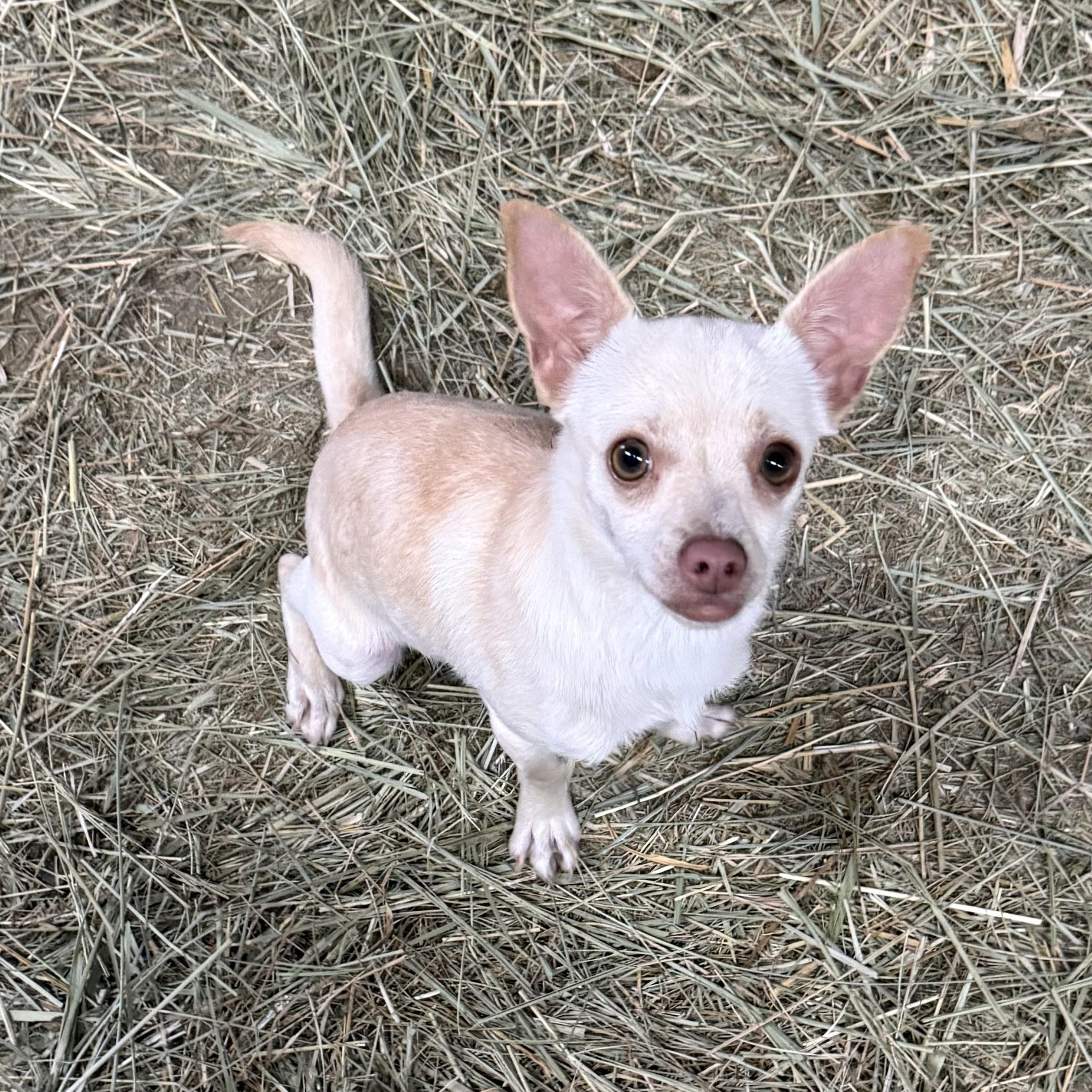 Mouse, adoptable, Young Male Chihuahua.
