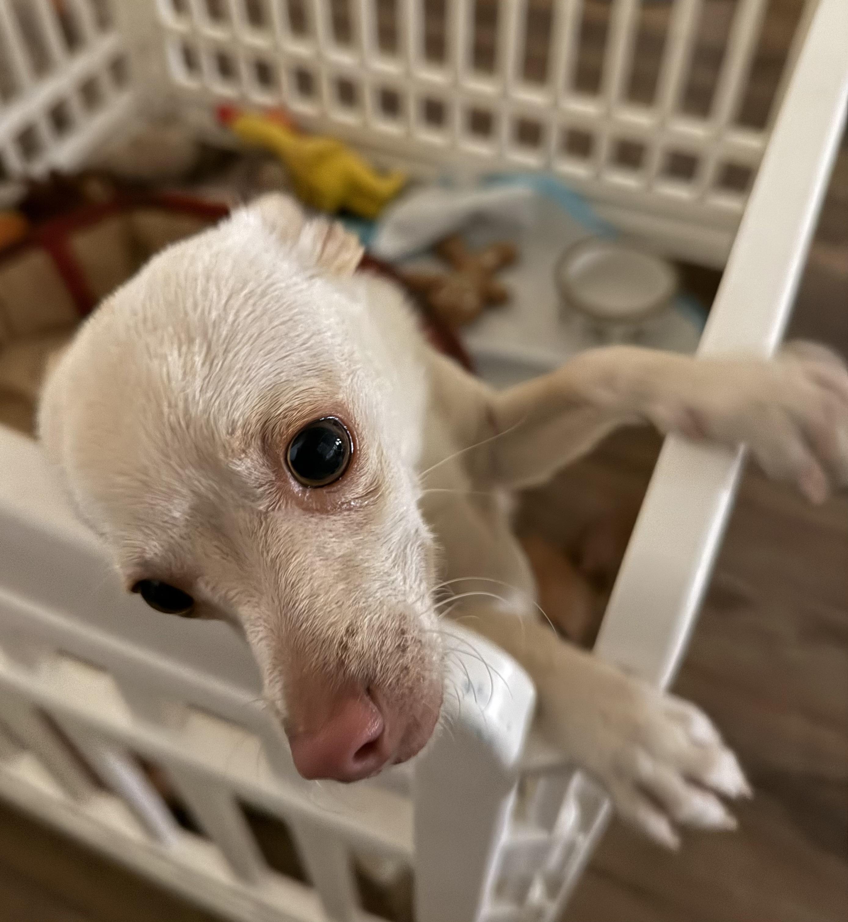 Mouse, an adoptable Chihuahua in Davis, CA image 3/4