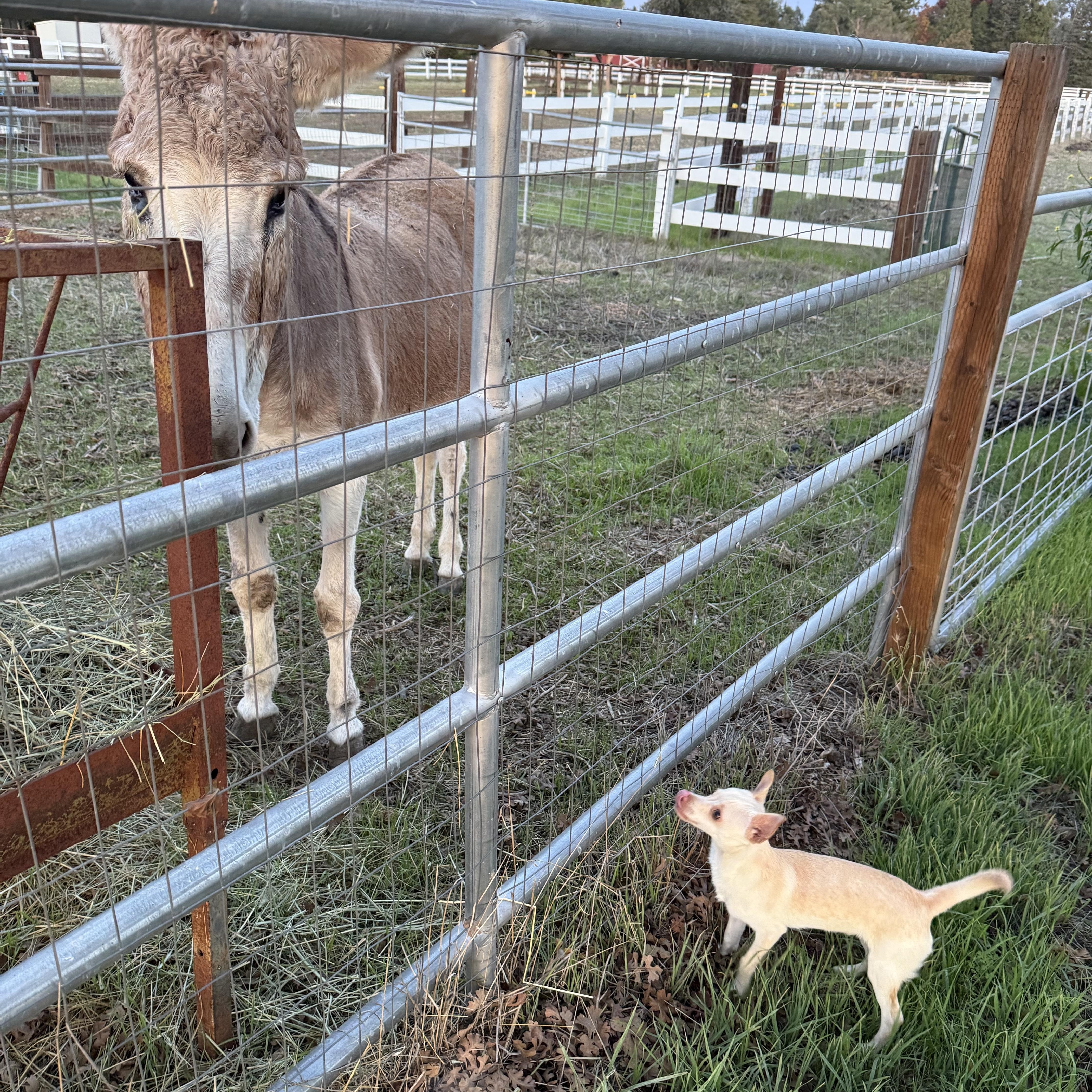 Mouse, an adoptable Chihuahua in Davis, CA image 4/4
