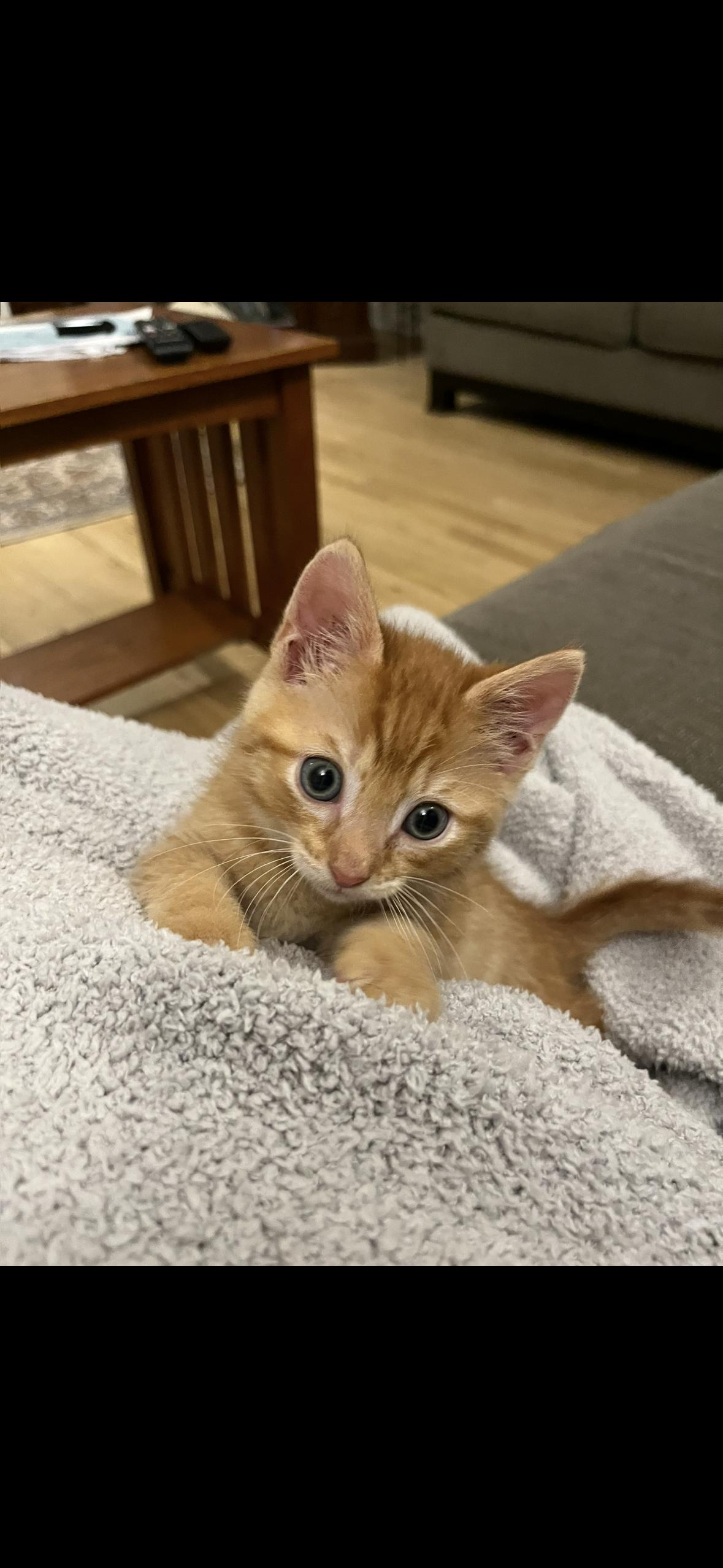 Enlarge Charlie & Bruce, a Adoptable Domestic Medium Hair in Stamford, CT image 2/3