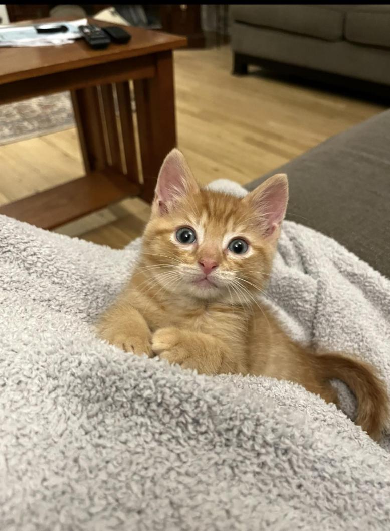 Enlarge Charlie & Bruce, a Adoptable Domestic Medium Hair in Stamford, CT image 3/3