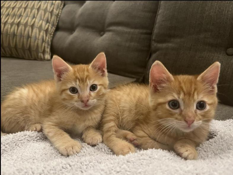 Charlie & Bruce, Adoptable, Kitten Male Domestic Medium Hair.