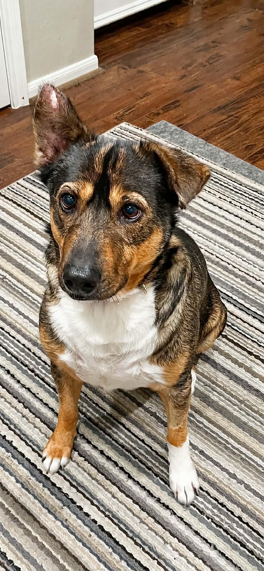 Enlarge TANNER, a Adoptable mixed breed in Seattle, WA image 6/6