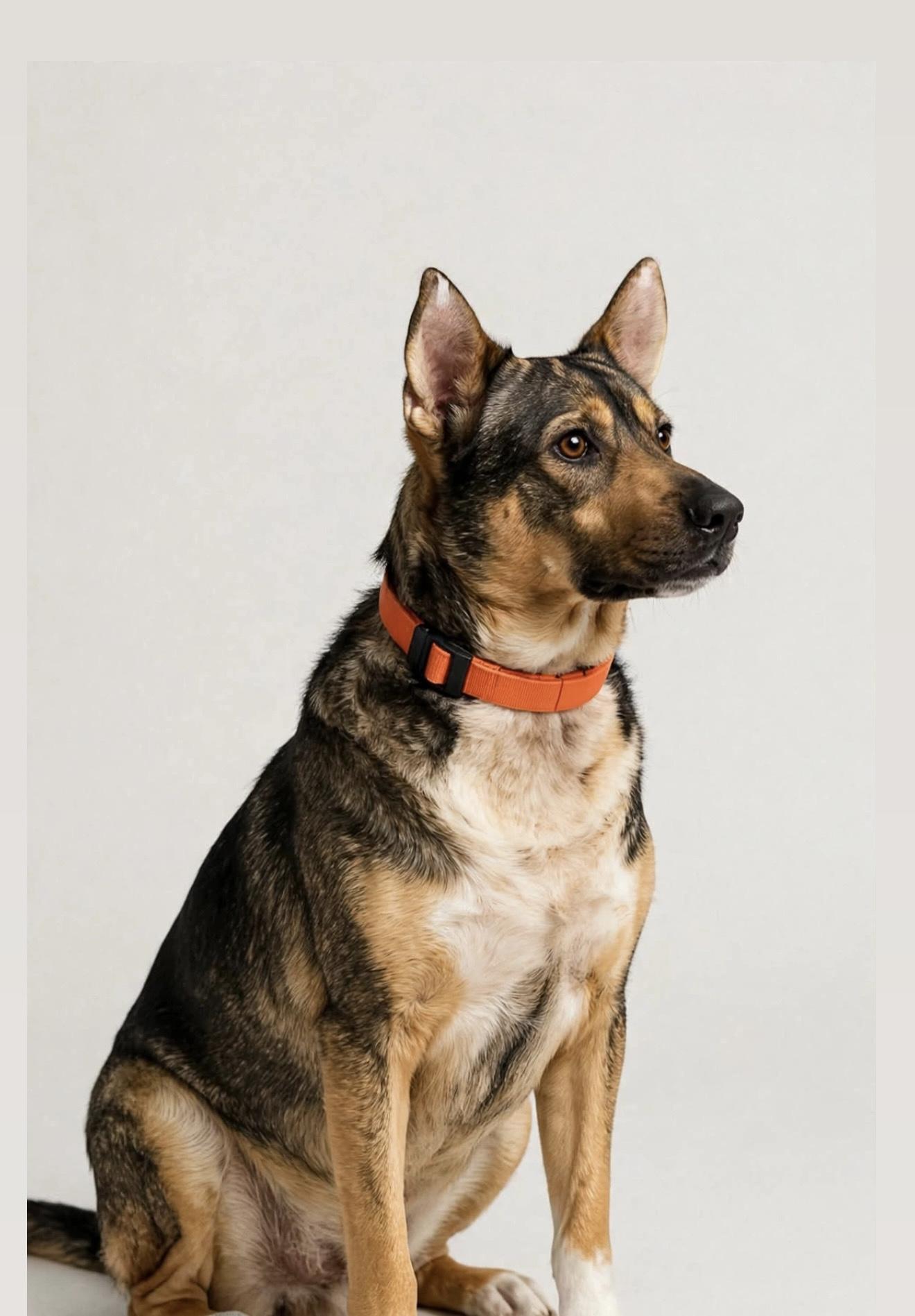 Enlarge TANNER, a Adoptable mixed breed in Seattle, WA image 3/6