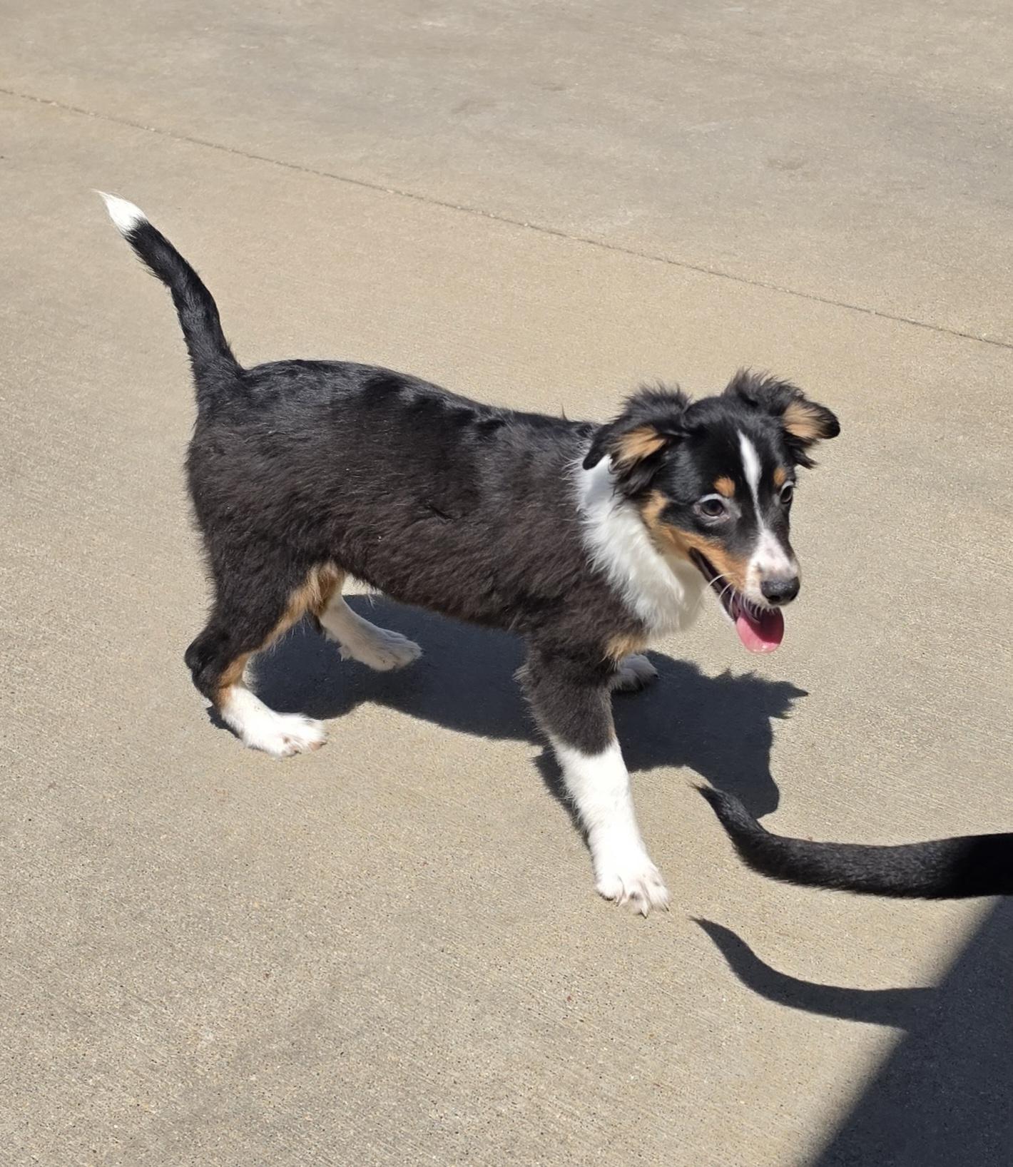 Enlarge Jimmy, a ADOPTABLE Shetland Sheepdog / Sheltie in Terre Haute, IN image 2/5