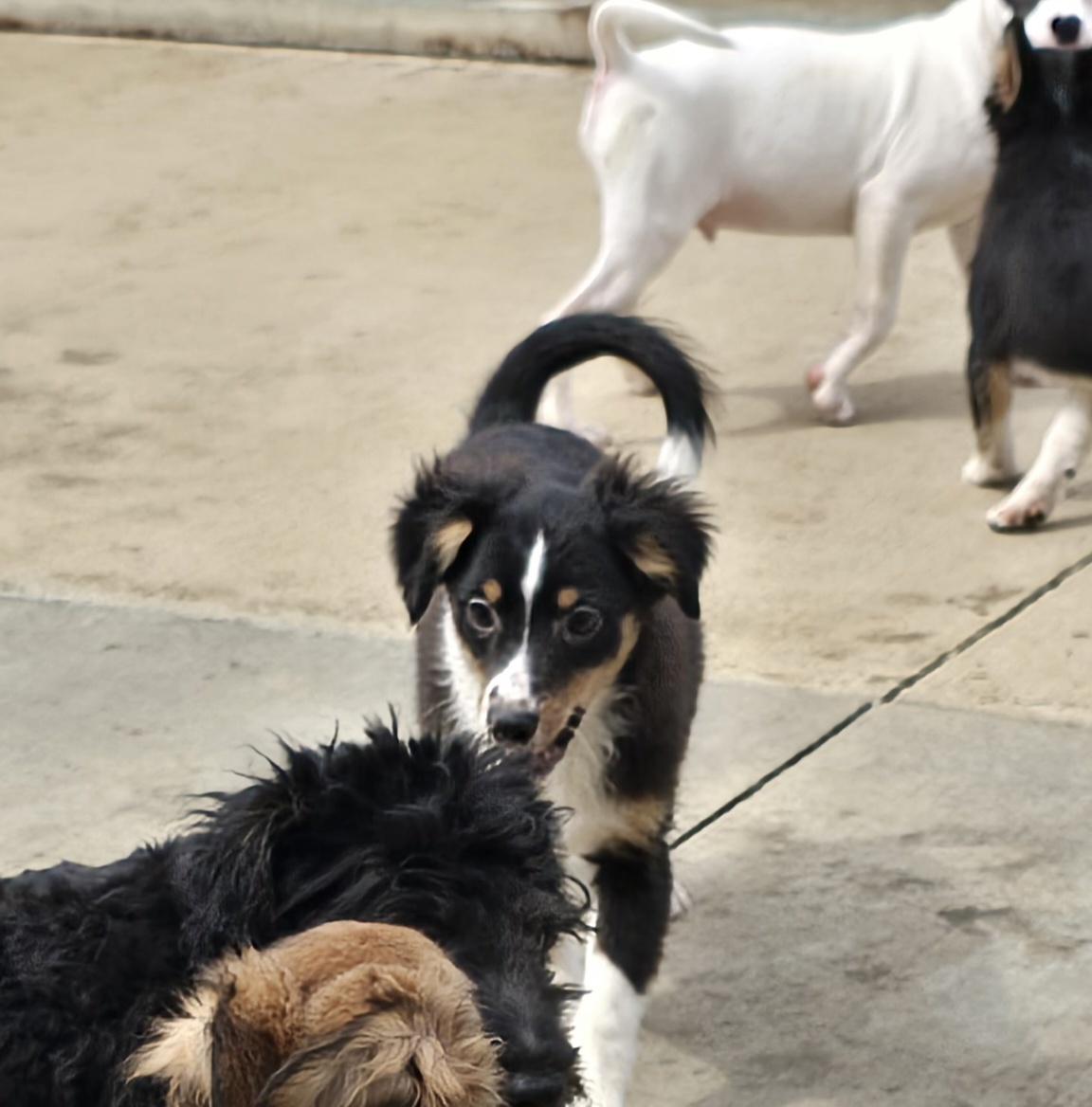 Enlarge Jimmy, a ADOPTABLE Shetland Sheepdog / Sheltie in Terre Haute, IN image 3/5