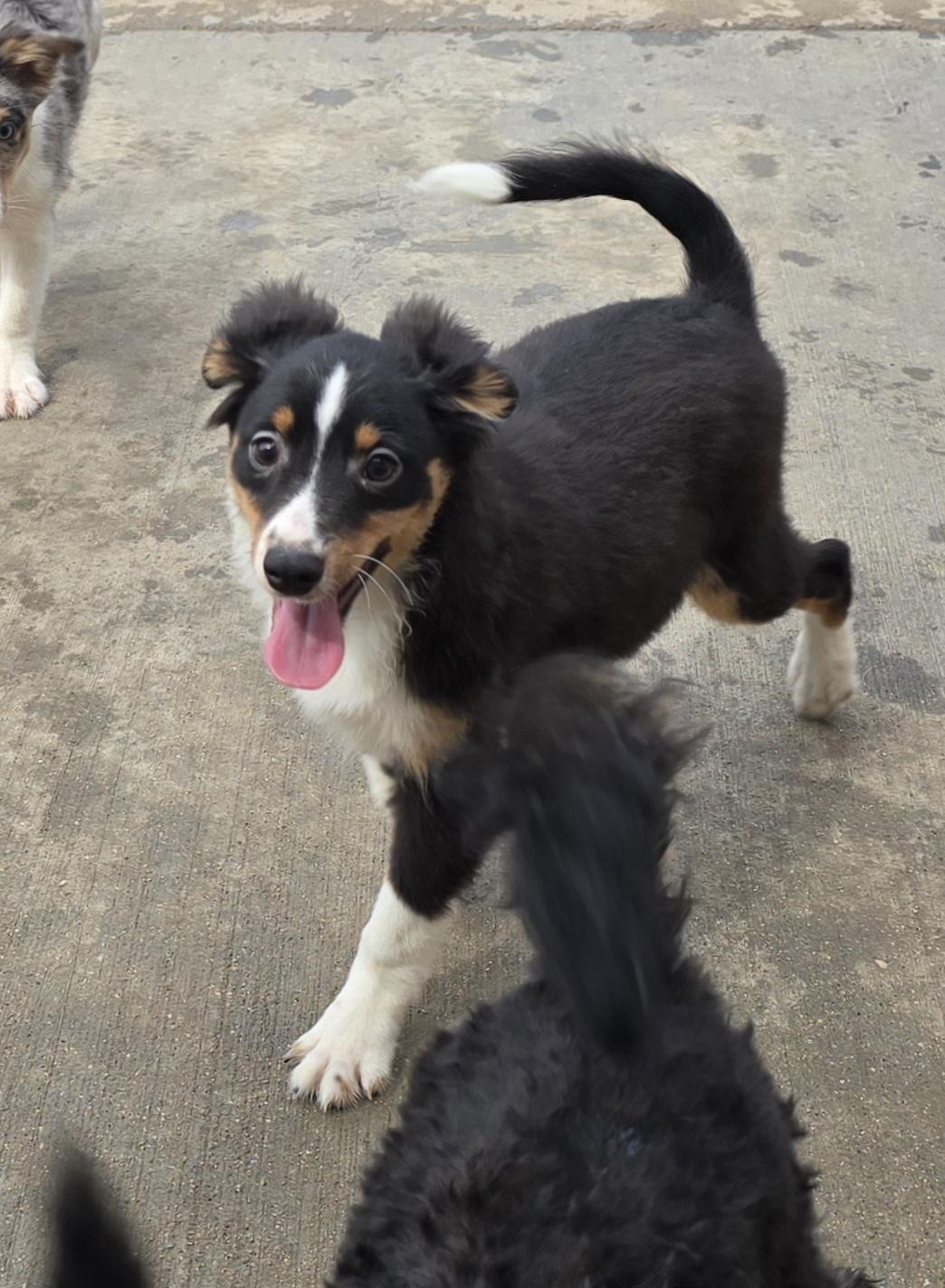 Jimmy, ADOPTABLE, Puppy Male Shetland Sheepdog / Sheltie.