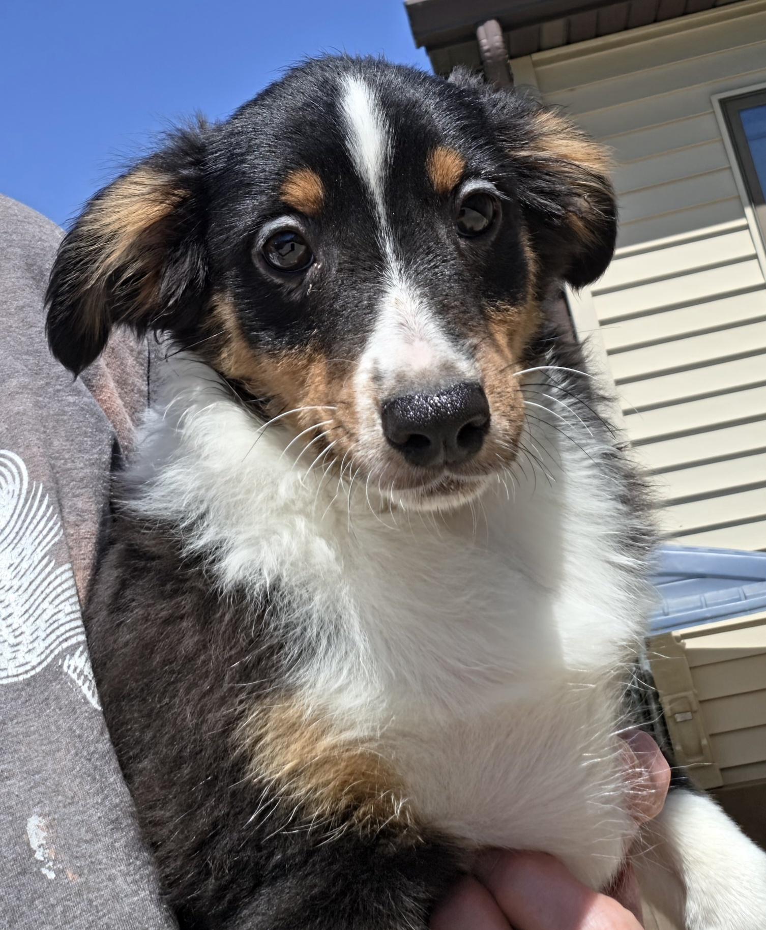 Enlarge Jimmy, a ADOPTABLE Shetland Sheepdog / Sheltie in Terre Haute, IN image 4/5