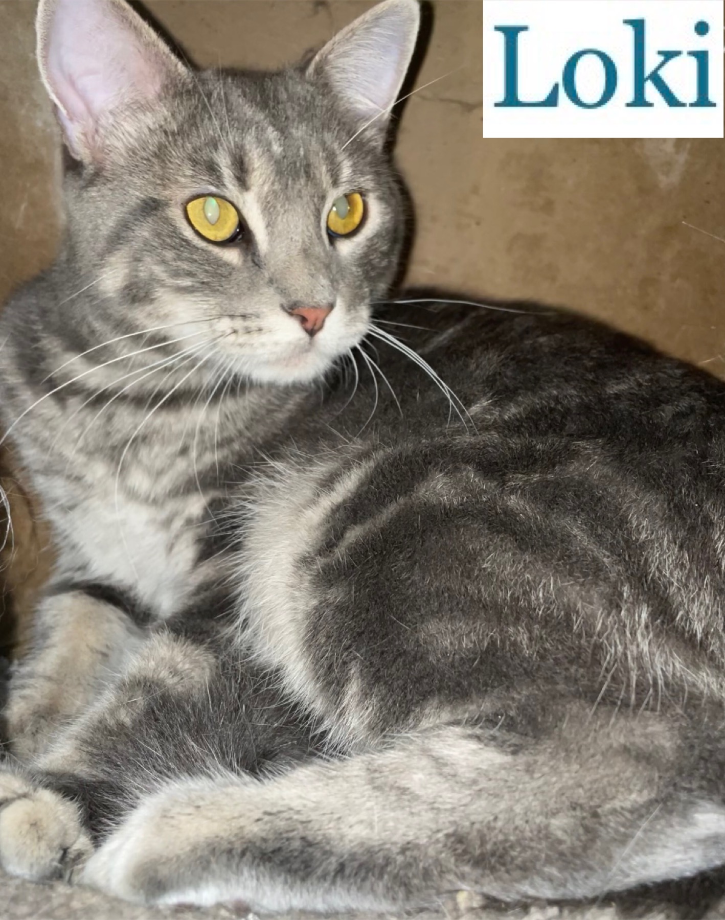Loki, Adoptable, Adult Male Domestic Short Hair.