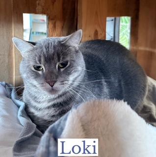 Enlarge Loki, a Adoptable Domestic Short Hair in Berkeley Springs, WV image 1/4