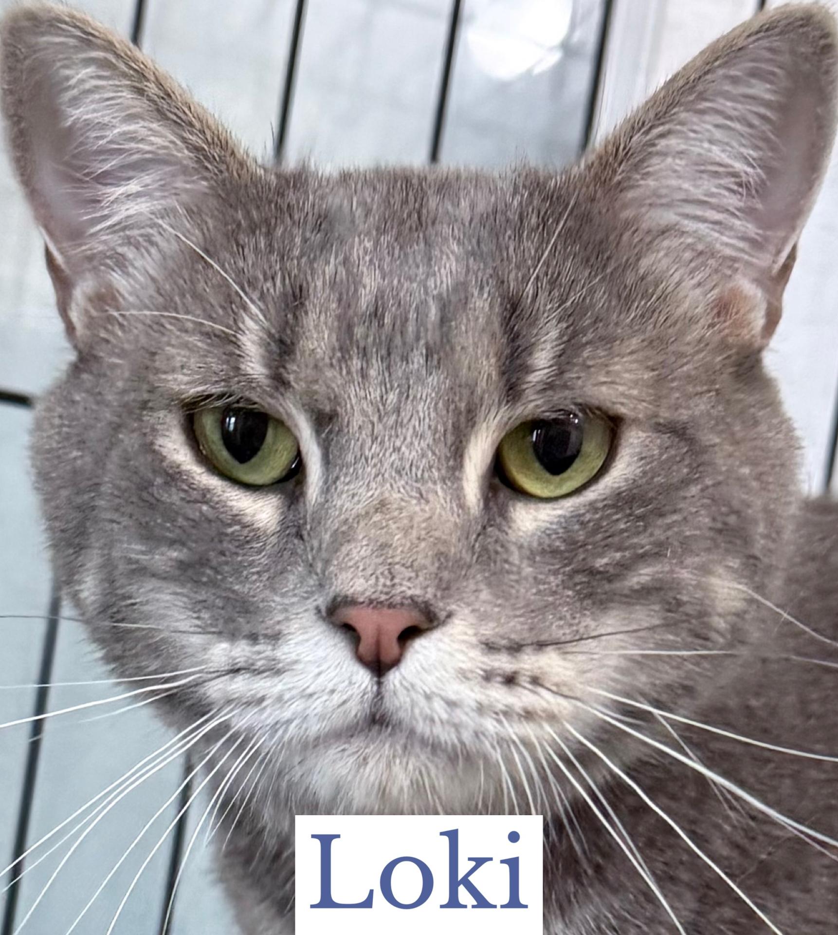 Enlarge Loki, a Adoptable Domestic Short Hair in Berkeley Springs, WV image 5/5
