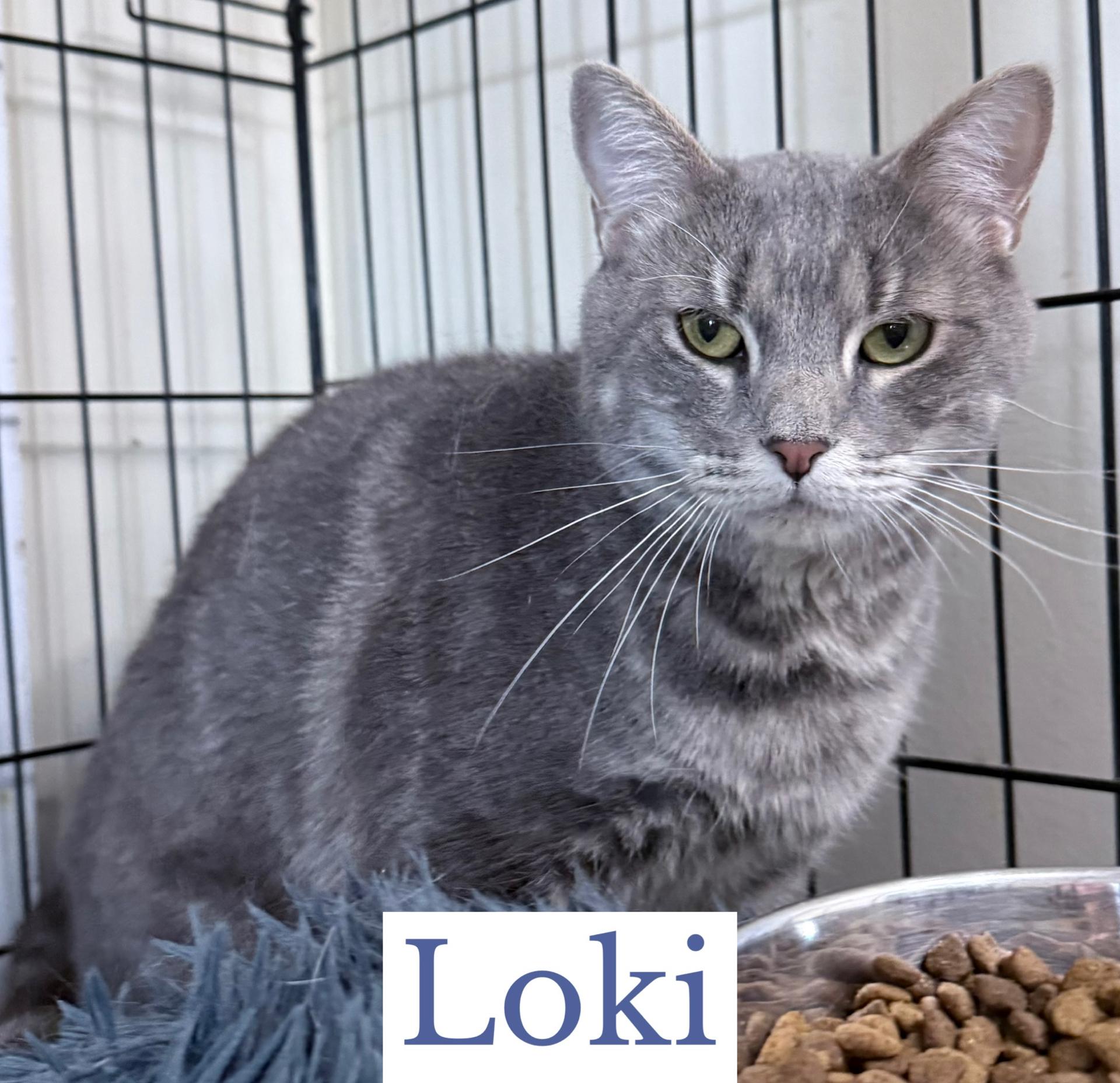 Enlarge Loki, a Adoptable Domestic Short Hair in Berkeley Springs, WV image 2/5